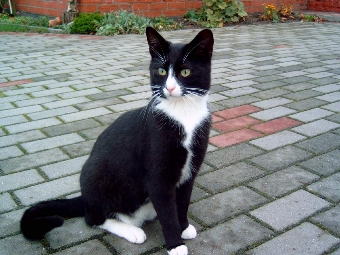 Charly